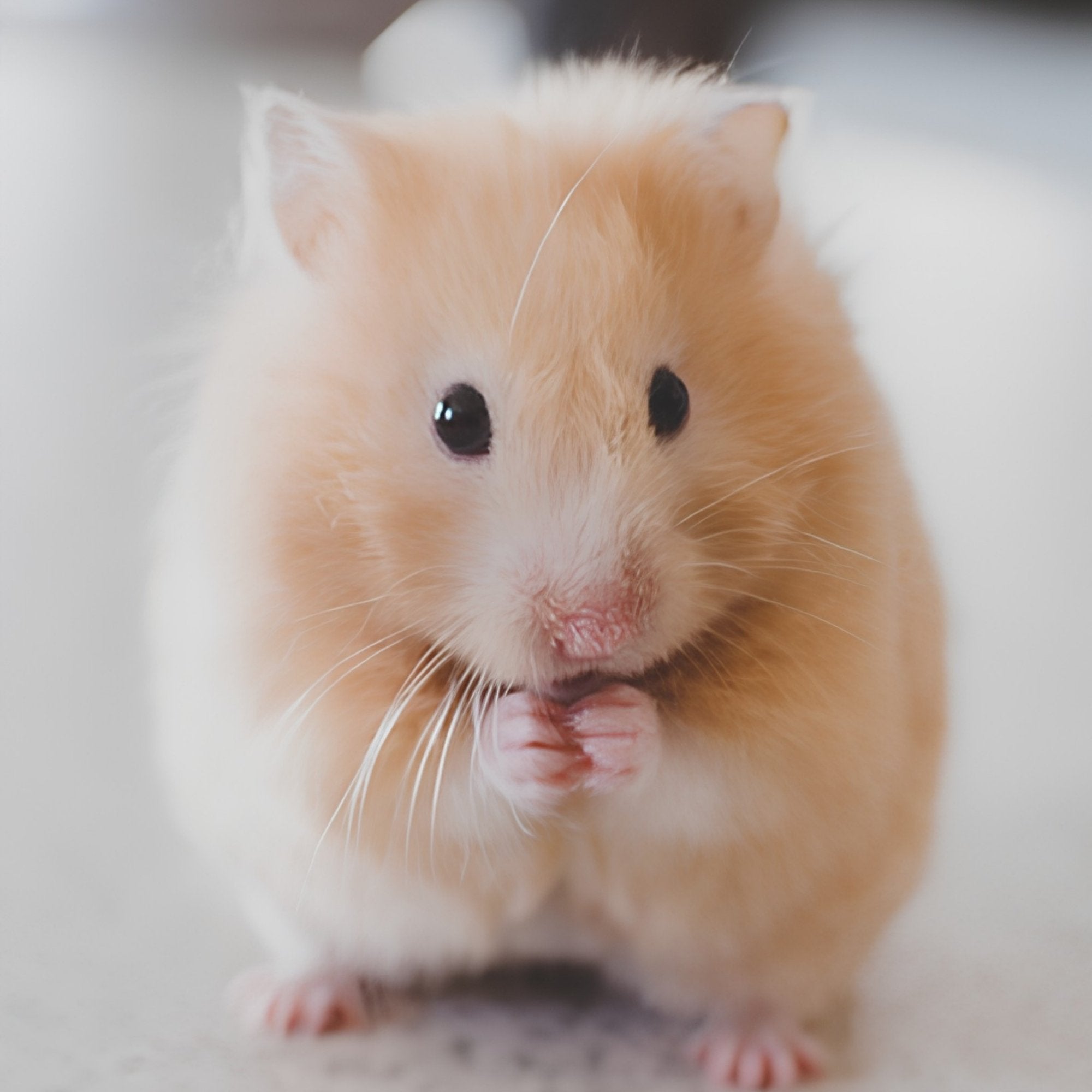 Cute Red Hamster Print Plush Fleece Throw Blanket