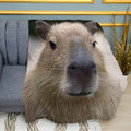 Large Capybara Print Plush Fleece Throw Blanket